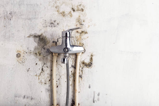 Best Toxic Mold Removal  in New Richmond, OH
