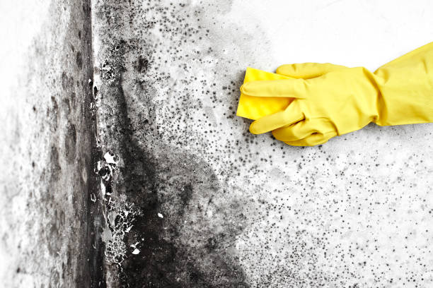 Mold Removal Process in New Richmond, OH