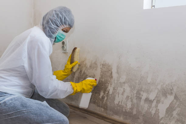 Best Commercial Mold Removal  in New Richmond, OH