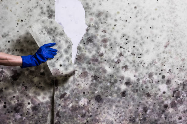 Best Home Mold Removal  in New Richmond, OH