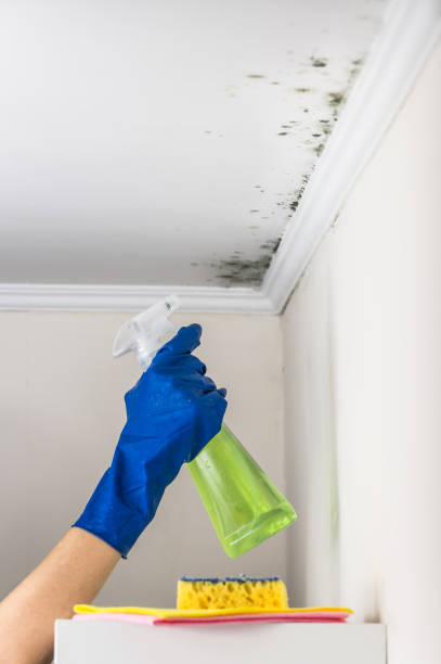 Best Same-Day Mold Removal  in New Richmond, OH