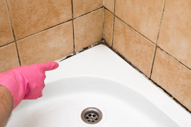Best Residential Mold Removal  in New Richmond, OH